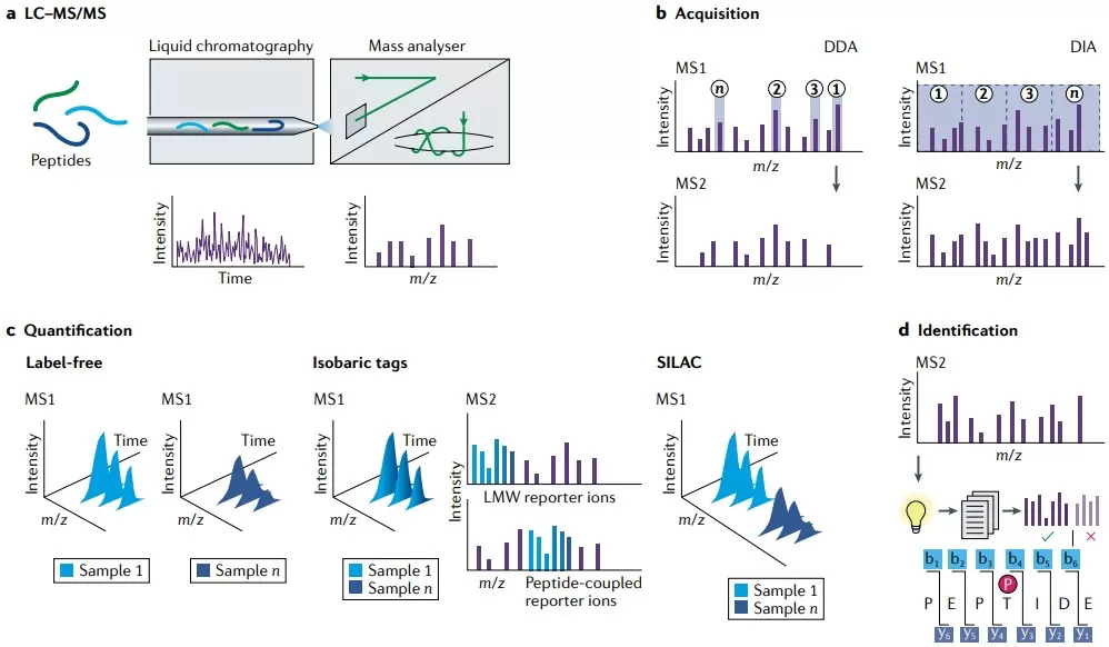 Major protein identification and quantification strategies